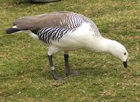 Image of: Chloephaga picta (Magellan goose)