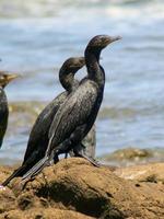 Image of: Phalacrocorax punctatus oliveri