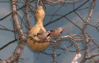 Image of: Poephila acuticauda (long-tailed finch)