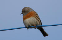 Image of: Prunella rubeculoides (robin accentor)