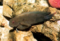 Atrosalarias fuscus holomelas