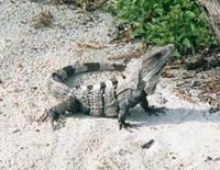 Image of: Ctenosaura similis (ctenosaur)