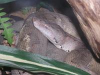 Candoia carinata - Pacific Ground Boa