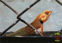 Calotes versicolor - Oriental Garden Lizard