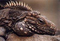 Cyclura nubila - Cuban Ground Iguana