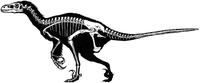 Dromaeosaurus