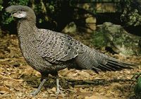 Grey Peacock Pheasant - Polyplectron bicalcaratum