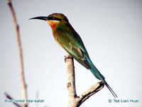 Blue-tailed Bee-eater - Merops philippinus