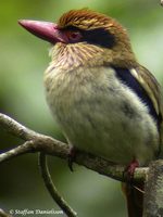 Lilac-marked Kingfisher - Cittura cyanotis