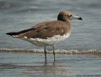 Sooty Gull - Larus hemprichii