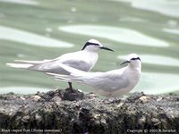 Black-naped Tern - Sterna sumatrana