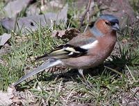 Chaffinch - Fringilla coelebs