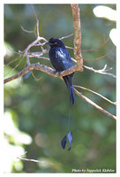 Greater Racket-tailed Drongo - Dicrurus paradiseus