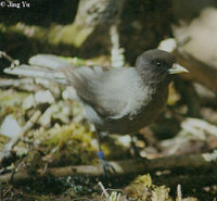 Sichuan Jay - Perisoreus internigrans