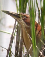 Schrenck's Bittern - Ixobrychus eurhythmus