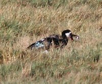 Spur-winged Goose - Plectropterus gambensis