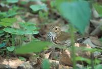 Ovenbird (Seiurus aurocapillus) photo