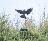 Japanese Wood-Pigeon (Columba janthina) photo