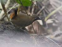 Black-faced Antthrush (Formicarius analis) photo