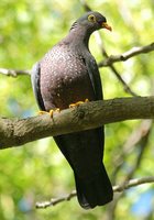 Rameron Pigeon - Columba arquatrix