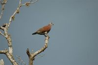 Madagascar Turtle-Dove - Streptopelia picturata