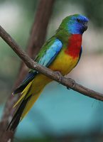 Scarlet-chested Parrot - Neophema splendida