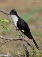 Pied Cuckoo - Clamator jacobinus