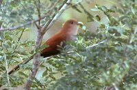 Squirrel Cuckoo - Piaya cayana