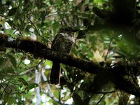 Short-legged Ground-Roller - Brachypteracias leptosomus