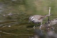 Dark-bellied Cinclodes - Cinclodes patagonicus