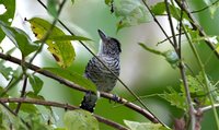 Barred Antshrike - Thamnophilus doliatus