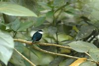 White-ruffed Manakin - Corapipo altera