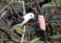 Black-backed Water-Tyrant - Fluvicola albiventer