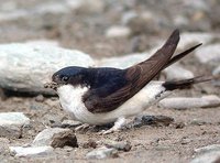 House Martin - Delichon urbica