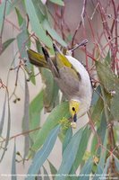 White-plumed Honeyeater - Lichenostomus penicillatus