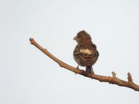 White-rumped Seedeater - Serinus leucopygius