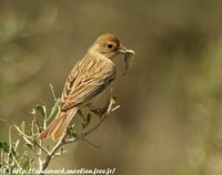 Red-headed Bunting - Emberiza bruniceps