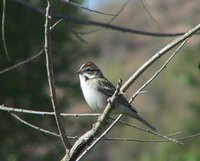 Lark Sparrow - Chondestes grammacus