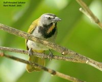 Buff-throated Saltator - Saltator maximus