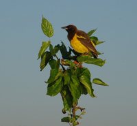 Yellow-rumped Marshbird - Pseudoleistes guirahuro