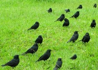 Chopi Blackbird - Gnorimopsar chopi