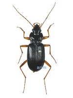 중국먼지벌레 - Nebria chinensis chinensis
