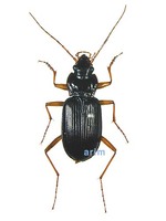 중국먼지벌레 - Nebria chinensis chinensis