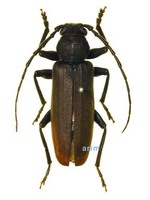 큰넓적하늘소 - Arhopatus rusticus