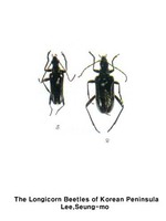 황줄박이풀색하늘소 - Acmaeops septentrionis