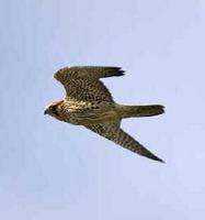 A Merlin in flight