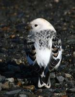 Snow Bunting April 06