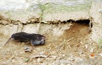 땃쥐(Crocidura lasiura) 영명 : Ussuri White-toothed Shrew