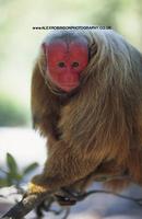 Brazil, Amazon, Amazonas state, Red faced or Bald Uakari; Cacajao calvus