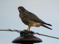 Grasshopper Buzzard (Gräshoppsvråk) - Butastur rufipennis